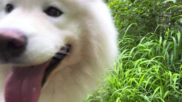 a beautiful adult white samoyed dog is standing on the right side of frame with his long tongue hanging and looking straight ahead space for text advertising veterinary or other animal related work video