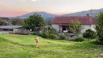 dog runs on camera in slow motion around mountain nature at home in portugal video