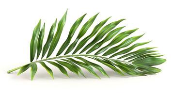 3d Flat cartoon style as Palm leaf isolated on white background concept as A tropical palm leaf isolated on a white background highlighting its long slender fronds and vibrant gree photo