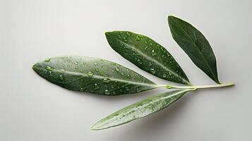 3d Flat cartoon style as Olive leaf with morning dew isolated on white background concept as A sleek olive leaf with morning dew isolated on a white background highlighting its nar photo