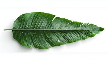 3d Flat cartoon style as Palm leaf with morning dew isolated on white background concept as A tropical palm leaf with morning dew isolated on a white background highlighting its lo photo