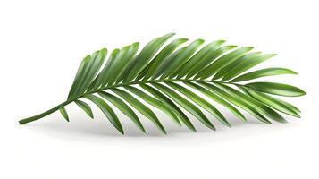 3d Flat cartoon style as Palm frond isolated on white background concept as A tropical palm frond isolated on a white background showcasing its long slender structure and vibrant g photo