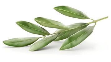 3d Flat cartoon style as Olive leaf isolated on white background concept as A sleek olive leaf isolated on a white background highlighting its narrow lance shaped structure and sil photo