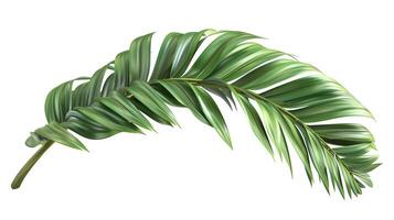 3d Flat cartoon style as Palm leaf isolated on white background concept as A tropical palm leaf isolated on a white background highlighting its long slender fronds and vibrant gree photo