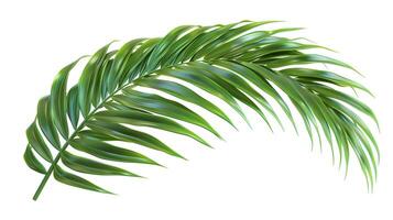 3d Flat cartoon style as Palm leaf isolated on white background concept as A tropical palm leaf isolated on a white background highlighting its long slender fronds and vibrant gree photo