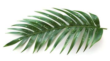 3d Flat cartoon style as Palm leaf with morning dew isolated on white background concept as A tropical palm leaf with morning dew isolated on a white background highlighting its lo photo