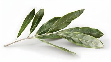 3d Flat cartoon style as Olive leaf isolated on white background concept as A sleek olive leaf isolated on a white background highlighting its narrow lance shaped structure and sil photo