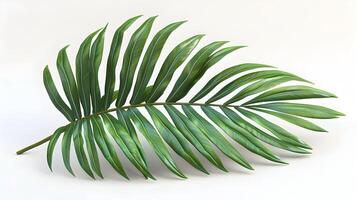 3d Flat cartoon style as Palm frond isolated on white background concept as A tropical palm frond isolated on a white background showcasing its long slender structure and vibrant g photo