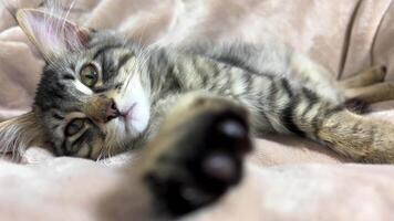 A small gray tabby Siberian kitten stretches and waves its paw at the camera as if saying get out of here or hello very interesting for advertising and something else about kittens or fun video