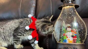 ein klein Kätzchen nähert sich ein Schnee Globus im welche Santa claus er sanft berührt mit seine Pfote und sieht aus in es dann er Spaziergänge aus von das Rahmen um Hals ist ein rot Band mit Weiß Balkone zum Weihnachten video