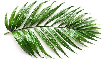 3d Flat cartoon style as Palm leaf with morning dew isolated on white background concept as A tropical palm leaf with morning dew isolated on a white background highlighting its lo photo