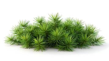 3d Flat cartoon style as Pine needle cluster isolated on white background concept as A cluster of pine needles isolated on a white background highlighting their slender needle like photo