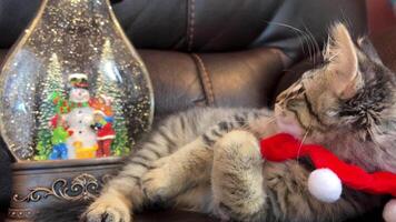 A small striped kitten looks into a snow globe in the form of a lamp There you can see the falling snow Snowman and children the cat looks waving his paw and then gets up to take a better look video