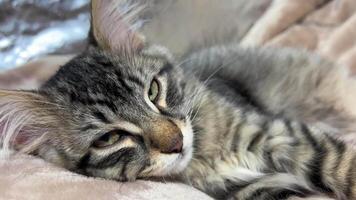 A small striped kitten sleeps quietly and sweetly, but he wakes up, raises his head and looks at the camera, opening his eyes, his muzzle is very similar to a tiger video