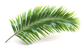 3d Flat cartoon style as Palm frond isolated on white background concept as A tropical palm frond isolated on a white background showcasing its long slender structure and vibrant g photo