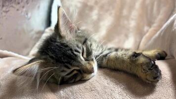 uma pequeno cinzento malhado gatinho dorme silenciosamente em uma cobertor isto tem grande orelhas e patas uma pequeno face e parece gostar uma tigre filhote bege ouro xadrez video