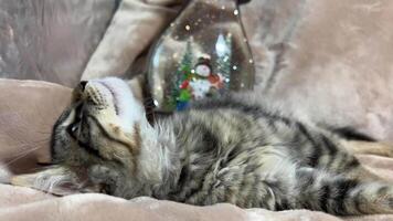Tabby sibirisch Kätzchen Lügen immer noch funkelnd Hasen Das Lauf von das Schnee Globus glänzend Silber Schneeflocken fallen Innerhalb er Lügen auf ein Beige Decke wie wenn gebannt Komplett Entspannung und Vergnügen video