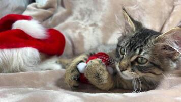 Waiting for a holiday Gray striped Siamese kitten with big ears Christmas kitten hugged a New Year's toy and And lies relaxing in the background lies a New Year's hat There is space for text video