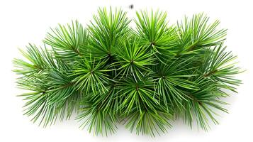 3d Flat cartoon style as Pine needle cluster isolated on white background concept as A cluster of pine needles isolated on a white background highlighting their slender needle like photo