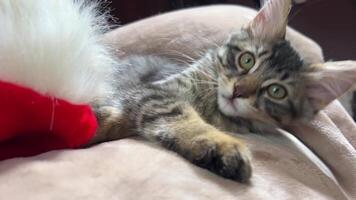 A small kitten of a Siberian cat lies on the sofa after the New Year, a New Year's hat lies next to it, it raises its head and lowers it and is tired video