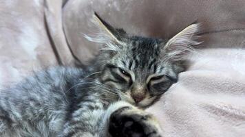ein klein zottelig und gestreift Kätzchen ist Schlafen solide, er Lügen auf seine Seite auf ein Beige Decke er hat enorm Ohren Schielen Augen ein wenig video