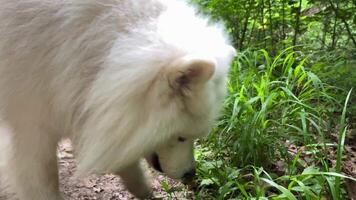 blanco Samoyedo perro viene a el verde césped en el primavera o verano comienza a comer eso lata ser usado para veterinario farmacias anunciar productos con vitaminas blanco perro con largo pelo y adulto video