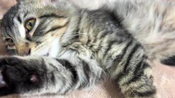 A small gray Siberian tabby kitten licks his right paw very hard and then with pleasure notices that the camera is filming him, stops looking at the frame and continues to lick again video