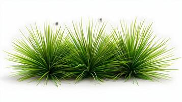 3d Flat cartoon style as Pine needle cluster isolated on white background concept as A cluster of pine needles isolated on a white background highlighting their slender needle like photo