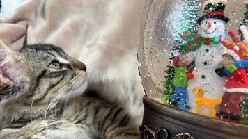 chaton avec Noël décorations une petit sibérien chaton regards dans surprise à une neige globe dans lequel bonhomme de neige des stands dans une chapeau et avec une vert écharpe video