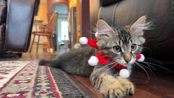 A small gray cat lies on the floor and looks into the frame on his neck in the form of a star Red headband with balabons He pulls himself up, changes his paw and leaves the frame video