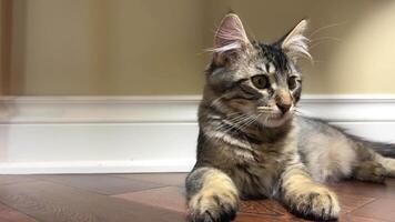 small Siberian kitten lies on pink blanket He has big huge ears in their hair He played a lot and is tired his eyes are closing he wants to sleep He is gray and striped moves little twitches his ear video