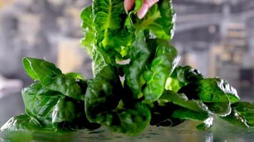 Woman washing collard greens under running water video