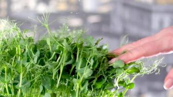 l'eau gouttelettes lent mouvement Pour des hommes mains toucher pois microgreens choux avec gouttes de l'eau proche en haut, en bonne santé en mangeant choux de vert pois concept, superaliment video