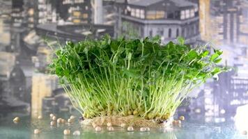 Close up sprinkling water to fresh green peas microgreen sprouts, high angle view, slow motion video