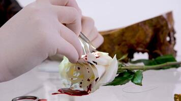 close-up White rose with artificial blood scalpel and surgical instruments for cutting operation suturing tissue suturing operation demonstration treatment surgical implants on ancillary items video