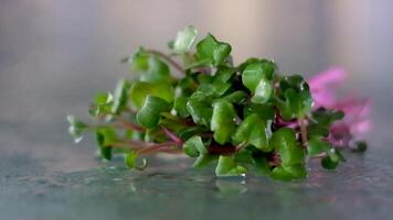 microgroen radijs jong spruiten voor gezond aan het eten huiselijk teelt. video