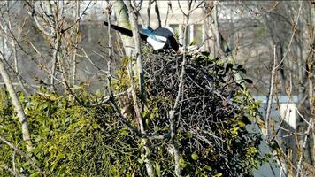 in lente, hoog Aan een boom, twee eksters bouwen hun nest, een legt uit takjes, draagt hen in haar bek, de wind schudt de boom vogel ekster bouwt een nest video
