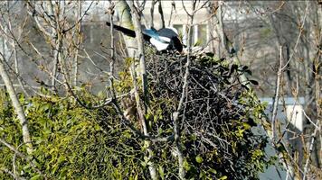 en primavera, alto en un árbol, dos urracas construir su nido, uno pone fuera leña menuda, lleva ellos en sus pico, el viento batidos el árbol pájaro urraca construye un nido video