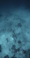 Free diver woman swims underwater with sting ray in tropical blue ocean video