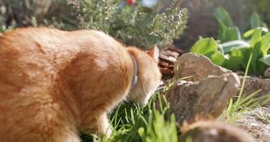 söt ingefära katt i bakgård trädgård. hårig orange katt utomhus- på gräsmatta med solsken video