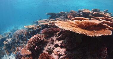 Tropical reef with hard corals and school of small fishes underwater in blue ocean video