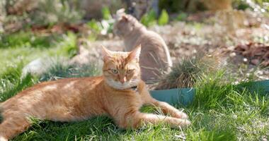 Cute ginger and scottish cat outdoor lies on lawn video