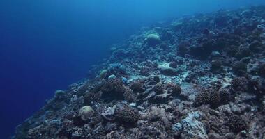 profundo azul Oceano con coral arrecife. submarino lento movimiento en tropical mar video