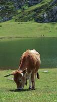 bétail sur vert champ. vache en mangeant herbe sur magnifique Prairie près une lac. Alpes. Suisse. Jeune marron vache avec une cloche broute et mange Frais herbe dans le agricole champ. fermer video