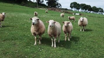 rebanho do sarda ovelha pastar verde Relva às Fazenda Planalto. conceito do agricultura e agricultura. rebanho do ovelha pastar em verde prados dentro a montanhas do Espanha video