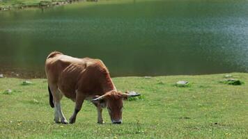 bétail sur vert champ. vache en mangeant herbe sur magnifique Prairie près une lac. Alpes. Suisse. Jeune marron vache avec une cloche broute et mange Frais herbe dans le agricole champ. fermer video