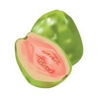 Guava Fruit Illustration vector