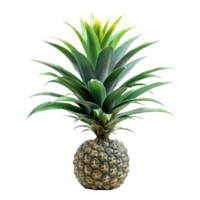 zoet succes cultiveren en zorgzaam voor ananas planten png