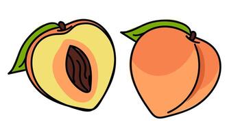 Set of peaches in color with a contour, whole and in section. Bright colors, detailed texture realistic shading of fruits with leaves. illustration in a pair. Colored delicate fruits isolated vector