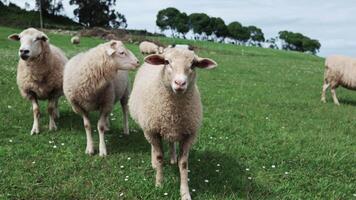 Flock of Sarda Sheep Grazing Green Grass at Farm Highlands. Concept of farming and agriculture. Flock of sheep graze on green meadows in the mountains of Spain video